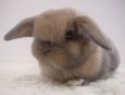rabbit-photos-6.jpg