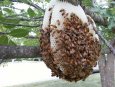105.5-Small-bee-hive.jpg