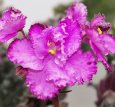 african-violets-flowers-photos-6.jpg