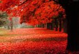 Beautiful-Autumn-Desktop-Backggrounds.jpg
