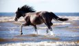 beautiful-horse-picture-1.jpg