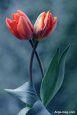 Tulip-photo-2.jpg