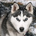 Husky-dog.jpg