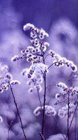 Kfloral-wallpapers-30.jpg