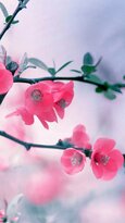 Kfloral-wallpapers-109.jpg