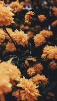 Kfloral-wallpapers-7.jpg
