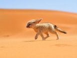 fennec-fox-morocco_68263_990x742.jpg