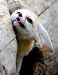 Fennec_Fox-7.jpg