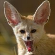   Fennec Foxmngg.net (1).jpg