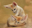   Fennec Foxmngg.net (10).jpg