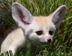 Fennec_Fox-1.jpg