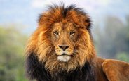 lion-photos-4.jpg