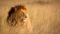 lion-1120-getty.jpg