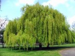 Weeping-willow-1-1.jpg
