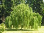 weeping-willow-plant-5-trees-planet-salix-babylonica-min.jpg