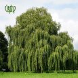Plant-WEEPING-WILLOW-04.jpg