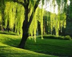 nice-willow-tree.jpg