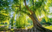 Salix-babylonica-Tree.jpg