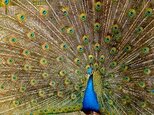 طاووس - ویکی‌پدیا، دانشنامهٔ آزاد