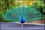 كشف 2 قطعه طاووس دريك رستوران شهرستان اسلامشهر - ایرنا