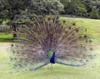 طاووس (سرده) - ویکی‌پدیا، دانشنامهٔ آزاد