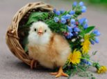 little-chicken-photo-aks.com.jpg