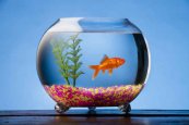 goldfish_bowl_OnlyPet.ir_.jpg