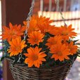 gazania-new-day-orange-clear.jpg gazania-new-day-orange-clear.jpg