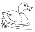 Painting-Ducks-7.jpg