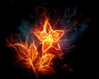 Fire-flower.jpg
