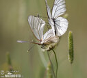 black-veined-white-57832.jpg