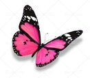 butterfly-144-1.jpg