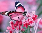 Photo-Butterfly-3.jpg