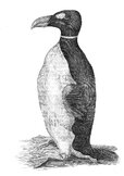 800px-Wormius'_Great_Auk.jpg