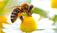محصولات-تولیدی-زنبور-عسل-کدامند.png