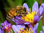 زنبور-عسل.jpg
