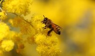زنبور-عسل-1.jpg