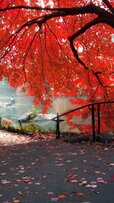 autumn-park-nature-mobile-wallpaper-1080x1920-3931-1854182700-576x1024.jpg