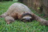 sloth-sleeping_.jpg