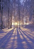 Winter-background-17.jpg