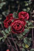 flower-hd-photo-quality-5.jpg