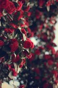 full_red-rose-background-2.jpg
