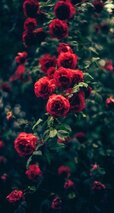 full_red-rose-background-13.jpg