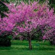 western-redbud-12.jpg