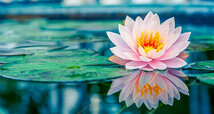 poem-about-the-lotus-flower.jpg