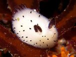 Sea_Bunnies-6-Copy.jpg