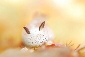 Sea_Bunnies-7-Copy.jpg