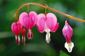 Bleeding-Heart-Flower-Pictures.jpg Bleeding-Heart-Flower-Pictures.jpg