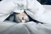 mood-boosts-sleep-cat.jpg