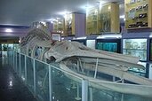 220px-Humpback_Whale_Skeleton.jpeg